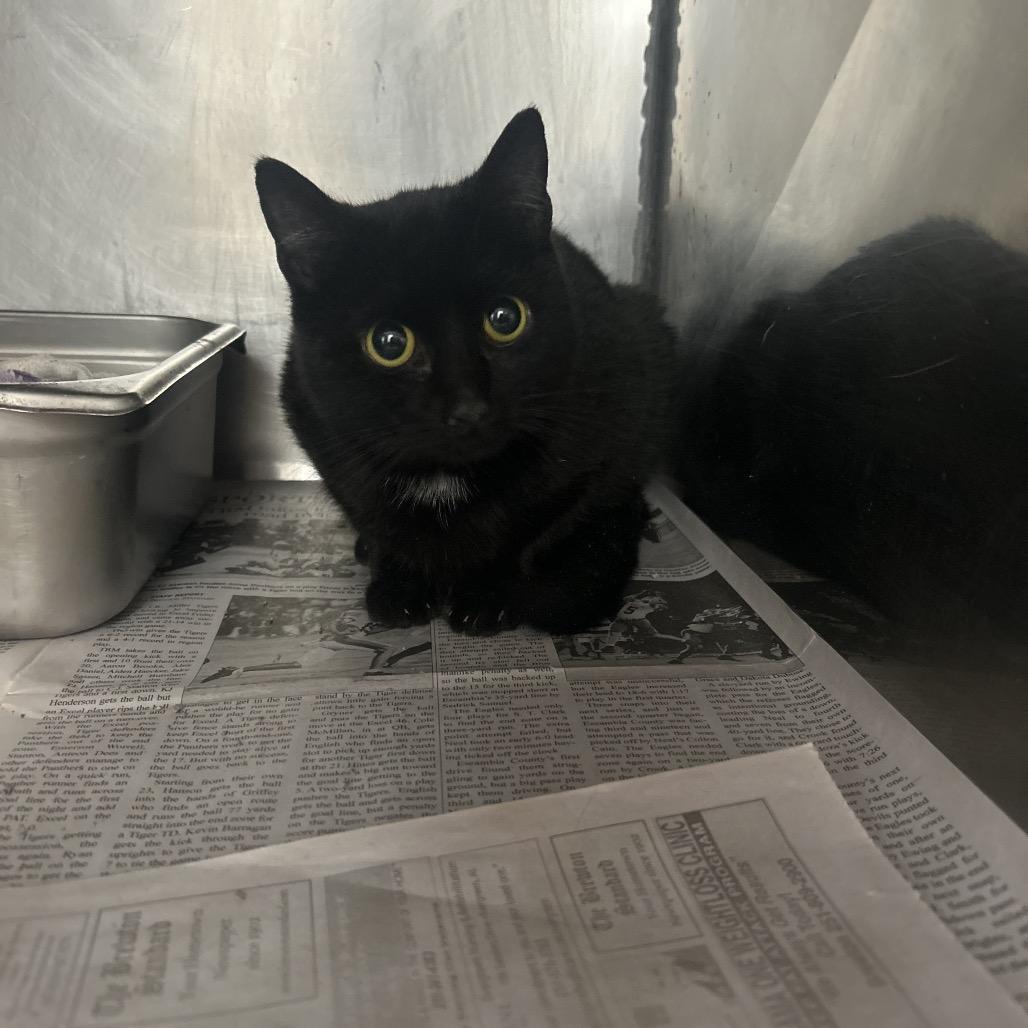 Enlarge Storm, a Adoptable Domestic Medium Hair in Clanton, AL image 1/1