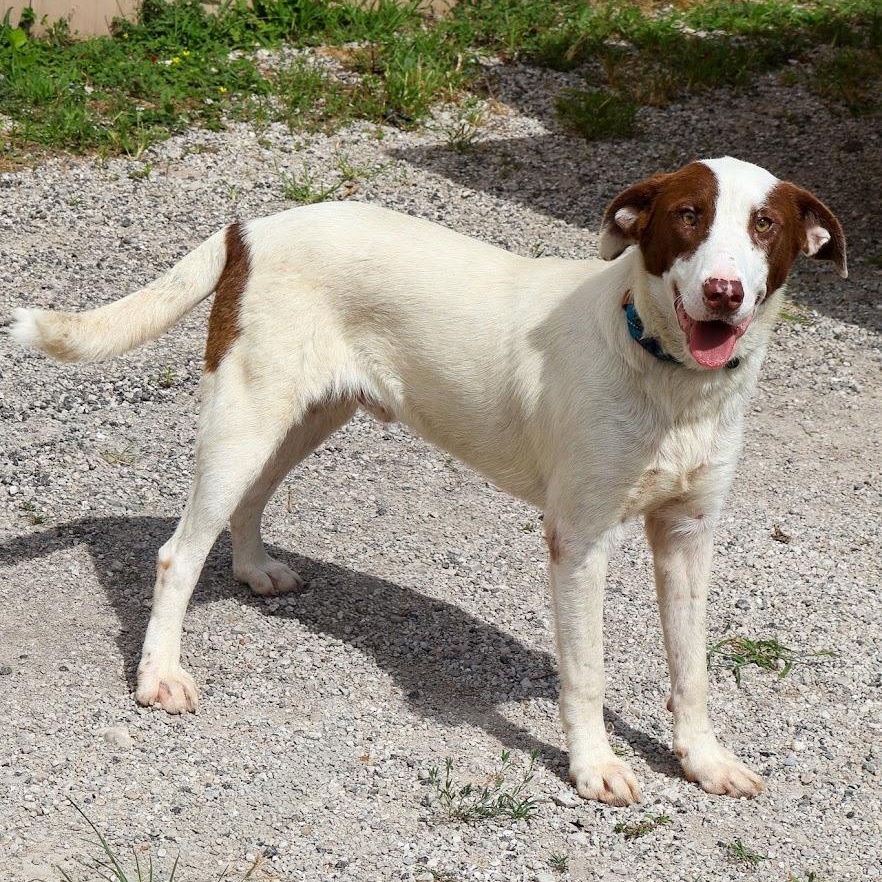 Enlarge Bogey, a Adoptable mixed breed in Hollister, MO image 4/5