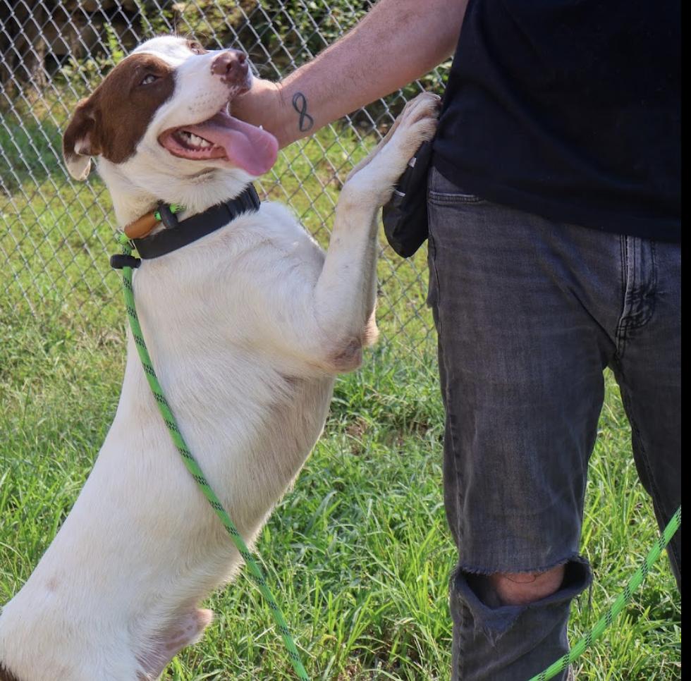 Enlarge Bogey, a Adoptable mixed breed in Hollister, MO image 3/5