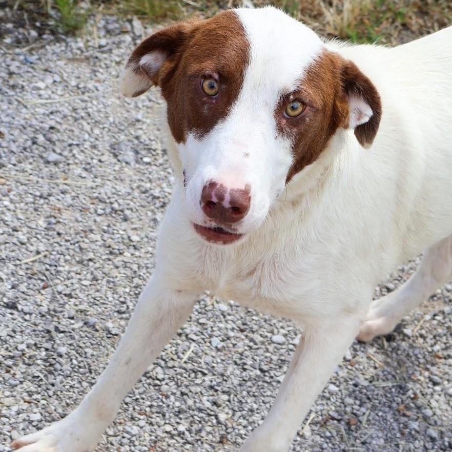Enlarge Bogey, a Adoptable mixed breed in Hollister, MO image 1/5