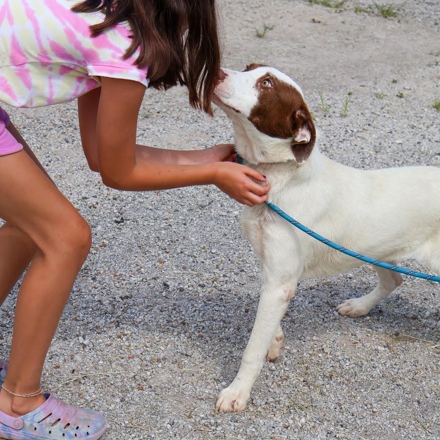 Enlarge Bogey, a Adoptable mixed breed in Hollister, MO image 5/5