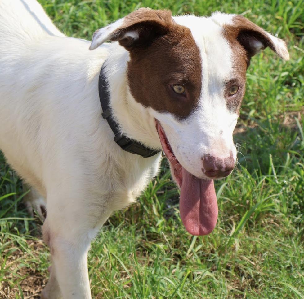 Enlarge Bogey, a Adoptable mixed breed in Hollister, MO image 2/5