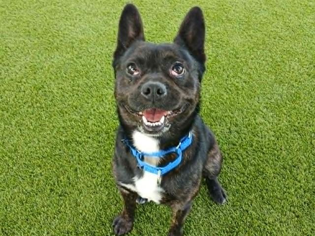 Enlarge DIBBY, a Adoptable mixed breed in Martinez, CA image 1/1