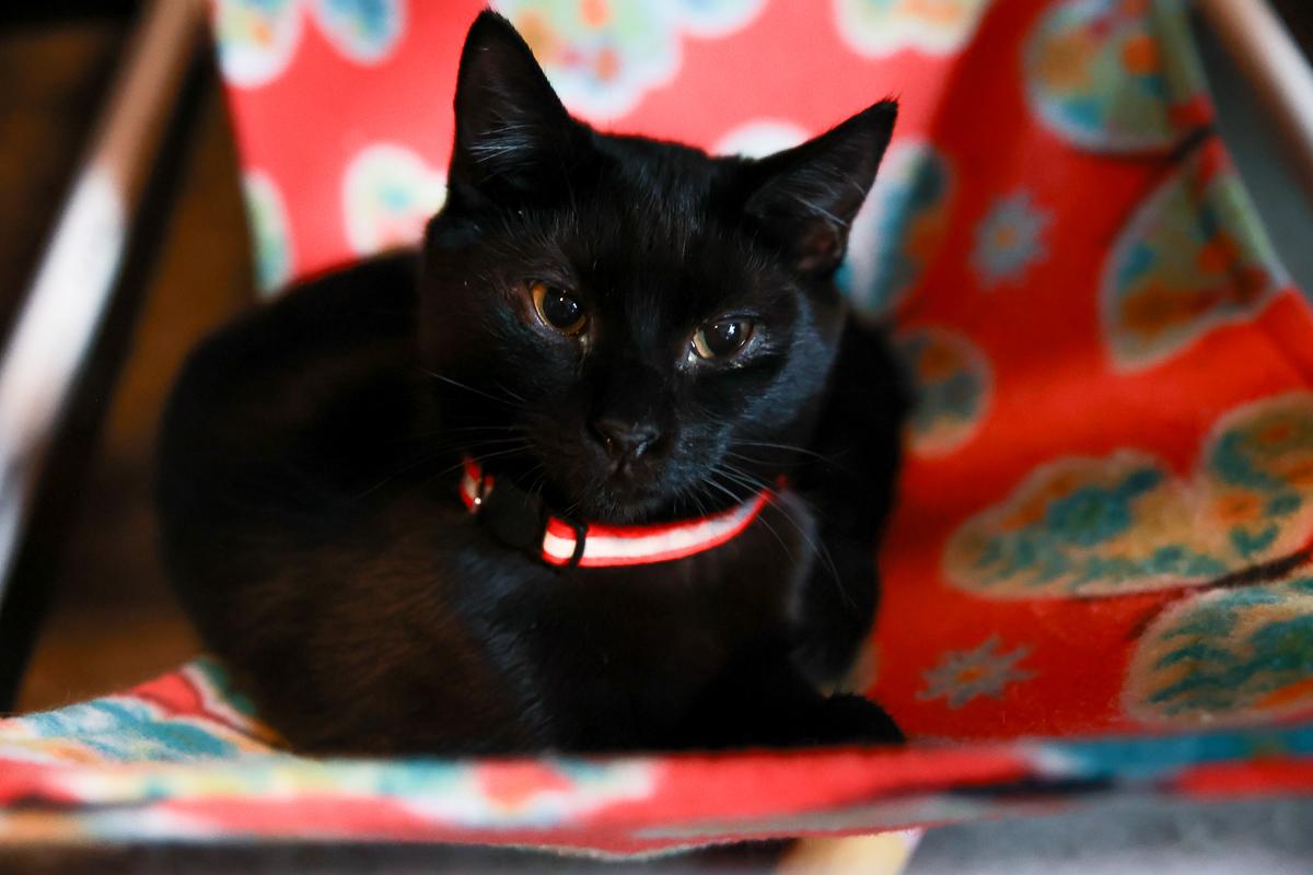 Cole, adoptable, Young Male Domestic Short Hair.