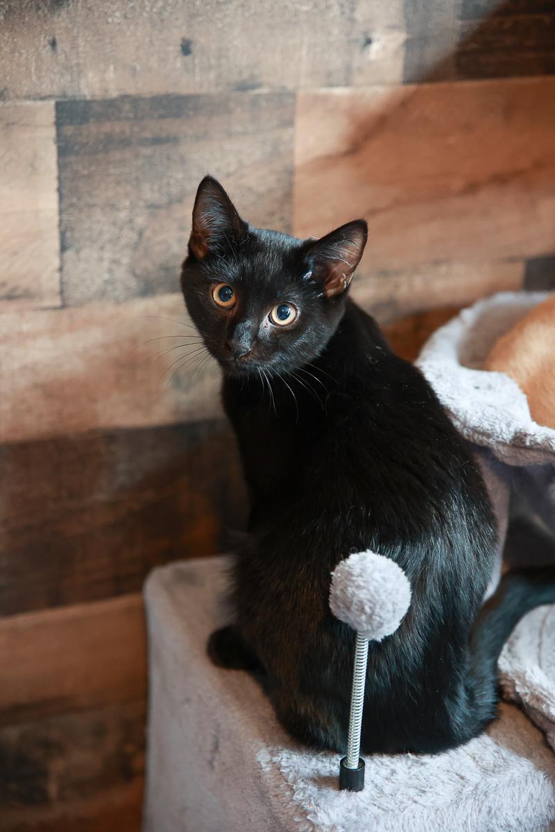 Enlarge Cole, an adoptable Domestic Short Hair in Loogootee, IN image 2/2