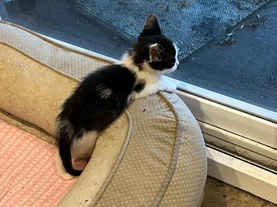 Darby, a Adoptable Domestic Medium Hair in Omaha, NE image 5/6