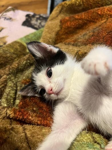 Darby, a Adoptable Domestic Medium Hair in Omaha, NE image 2/6