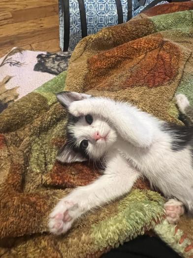 Darby, a Adoptable Domestic Medium Hair in Omaha, NE image 3/6