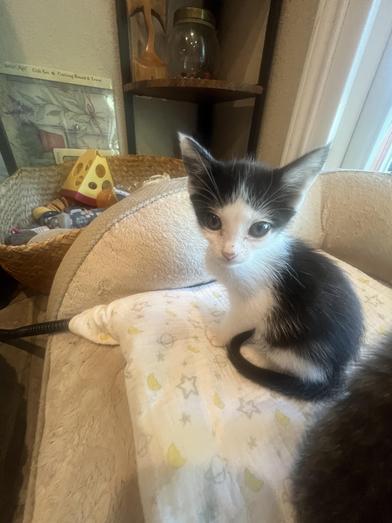 Darby, a Adoptable Domestic Medium Hair in Omaha, NE image 1/6