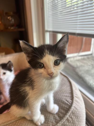 Darby, a Adoptable Domestic Medium Hair in Omaha, NE image 4/6