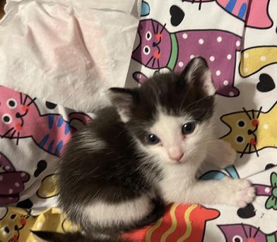 Darby, a Adoptable Domestic Medium Hair in Omaha, NE image 6/6