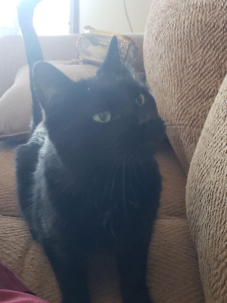 Lucy, a Adoptable Domestic Short Hair in Minneapolis, MN image 1/2