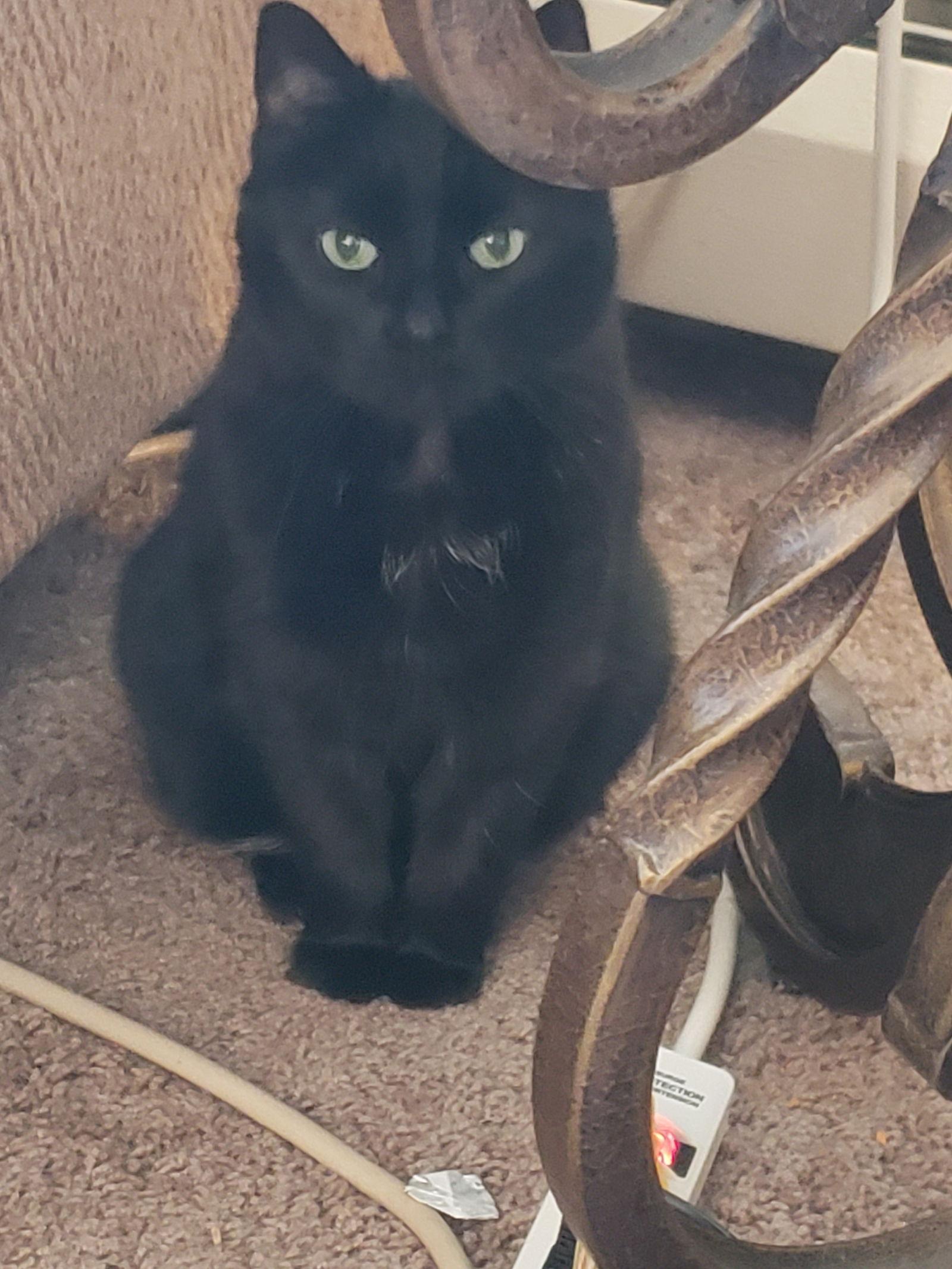 Lucy, a Adoptable Domestic Short Hair in Minneapolis, MN image 2/2