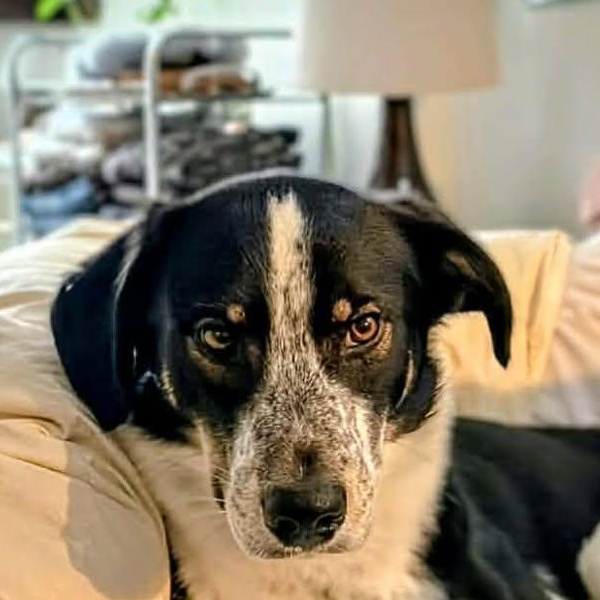 Zane (20260219-01), adopted, Young Male Labrador Retriever & Collie.