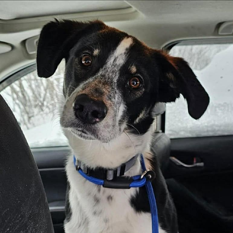 Zane (20260219-01) — thumbnail 2