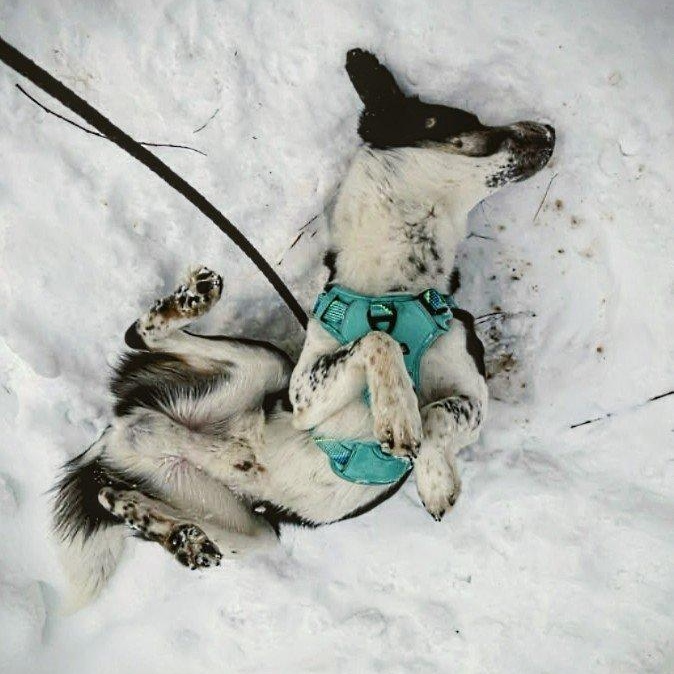 Zane (20260219-01) — thumbnail 3