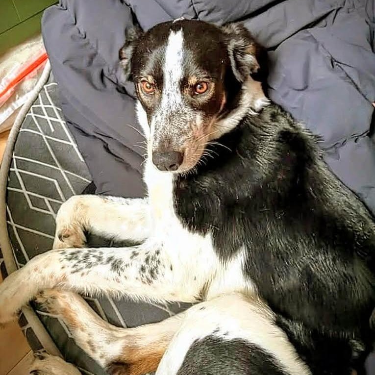 Zane (20260219-01) — thumbnail 4