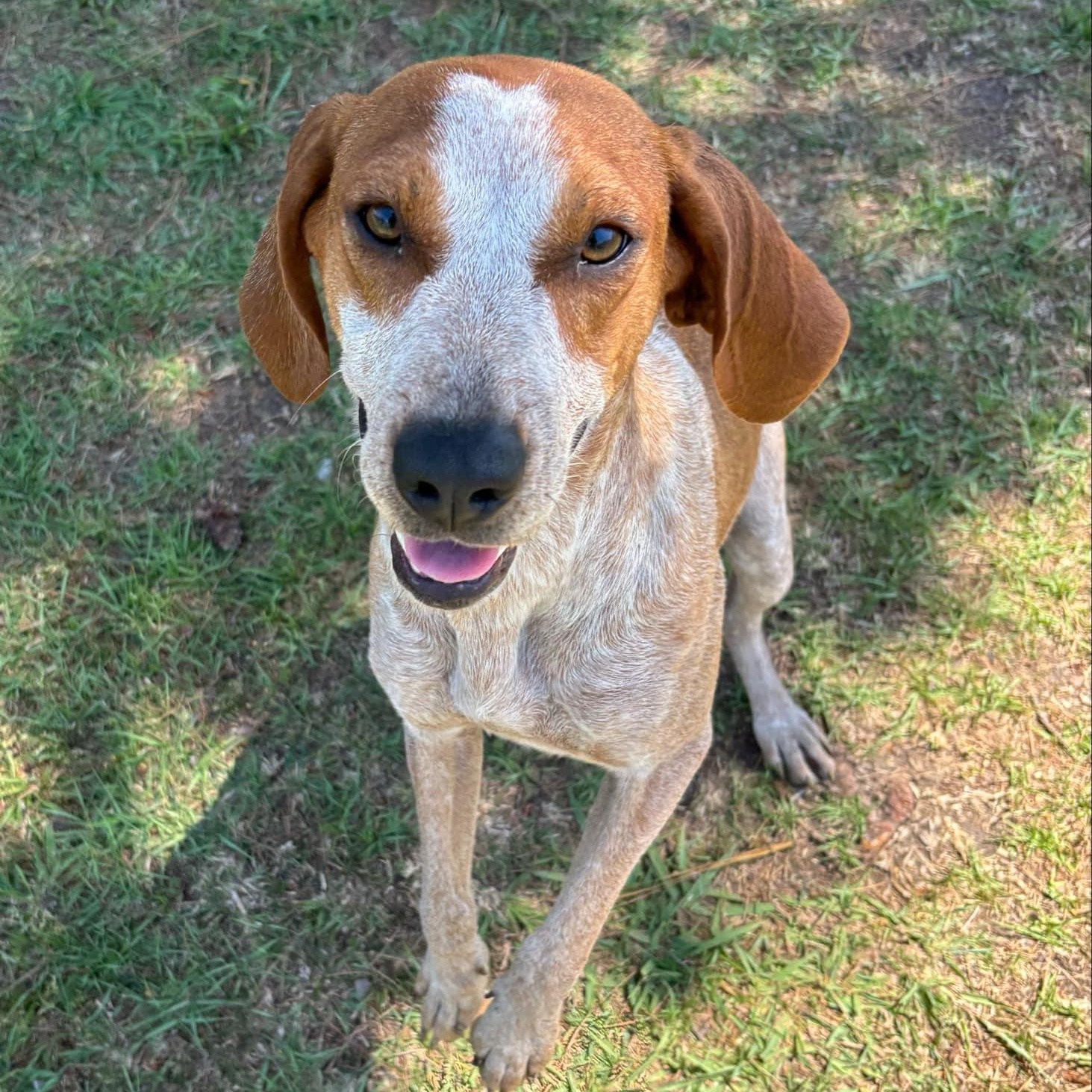 Leviosa, Adult Female Mixed Breed