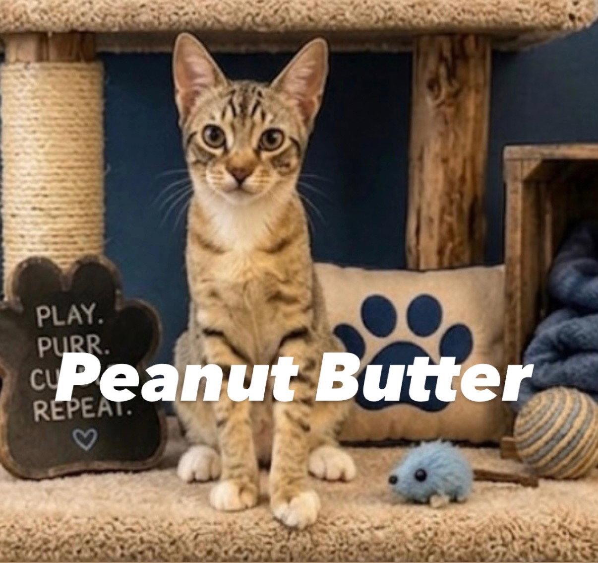 Enlarge Peanut Butter, a Adoptable Domestic Short Hair in Chandler, AZ image 1/1