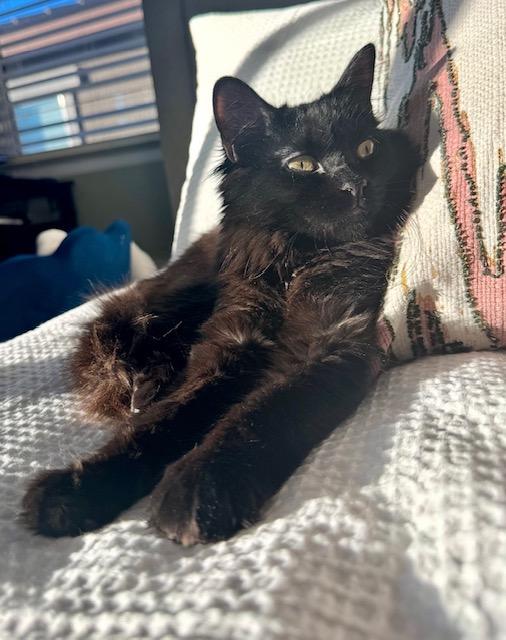 Enlarge Liesel, a ADOPTABLE Domestic Long Hair in Las Vegas, NV image 3/4