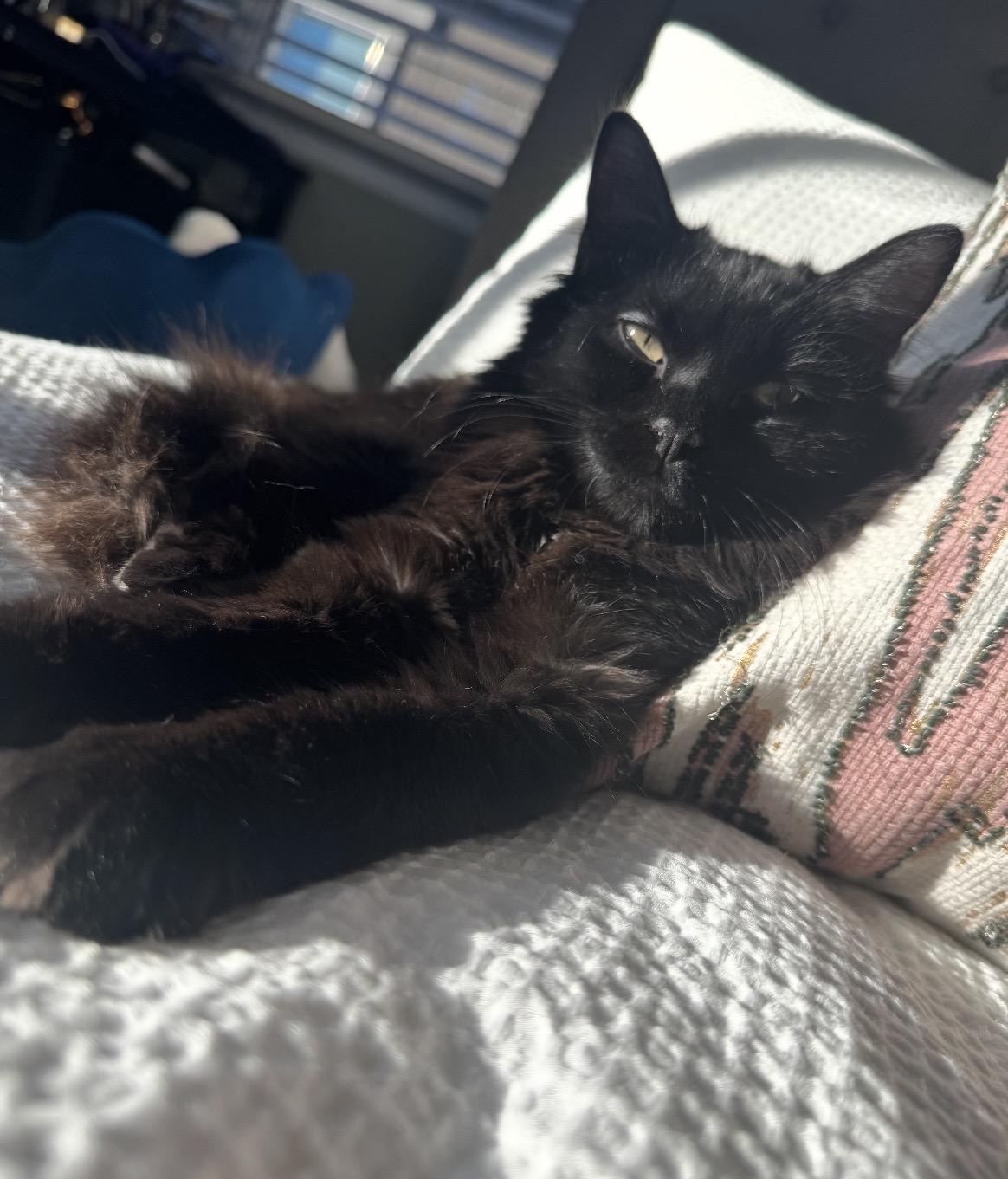 Enlarge Liesel, a ADOPTABLE Domestic Long Hair in Las Vegas, NV image 4/4