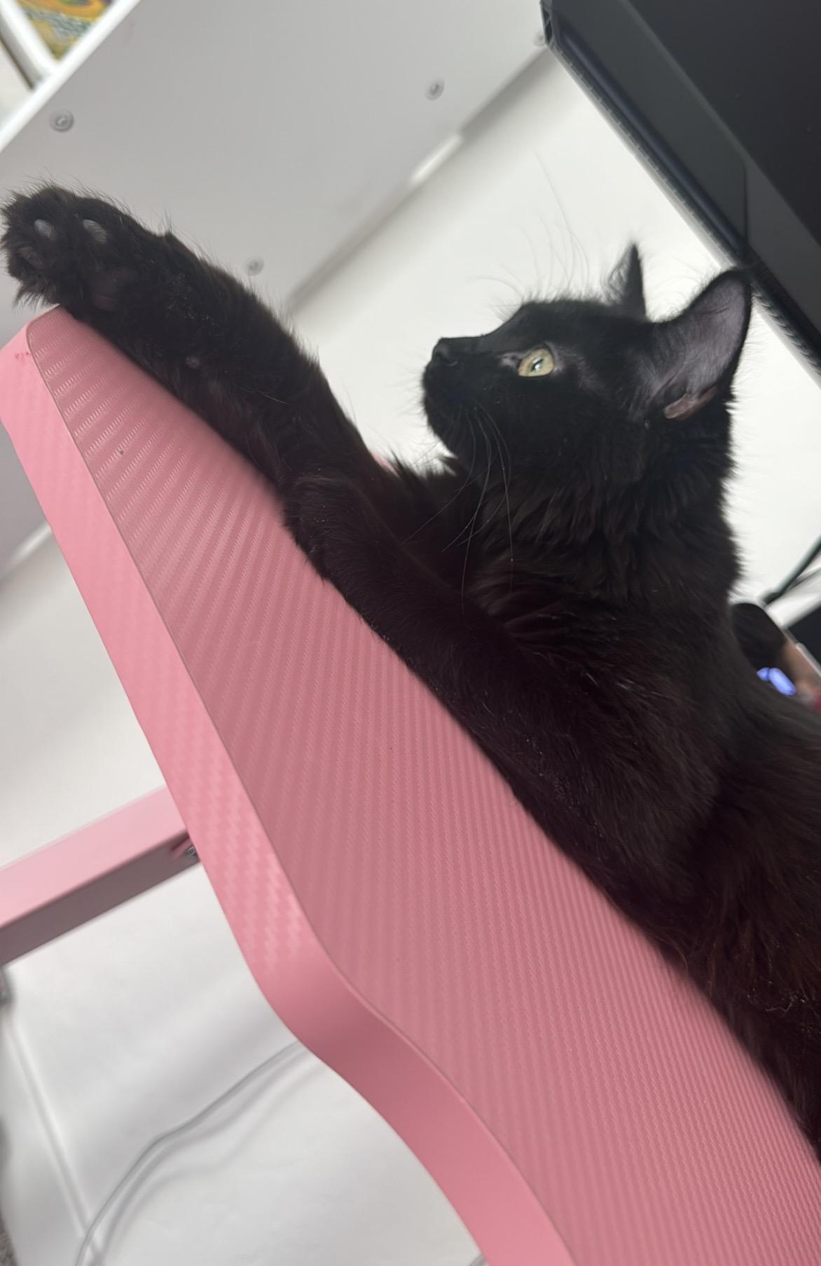 Liesel, ADOPTABLE, Young Female Domestic Long Hair.