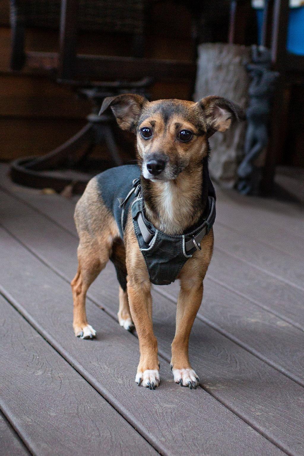 Cera, Adopted, Adult Female Chihuahua.