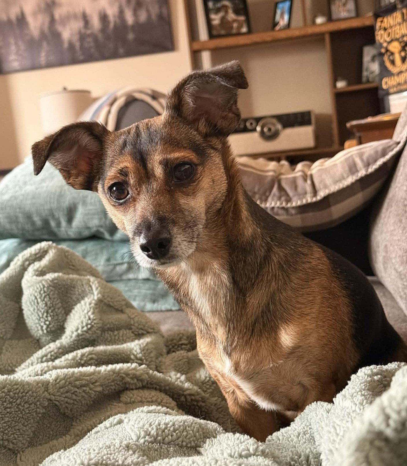 Enlarge Cera, a Adopted Chihuahua in Evergreen, CO image 2/3