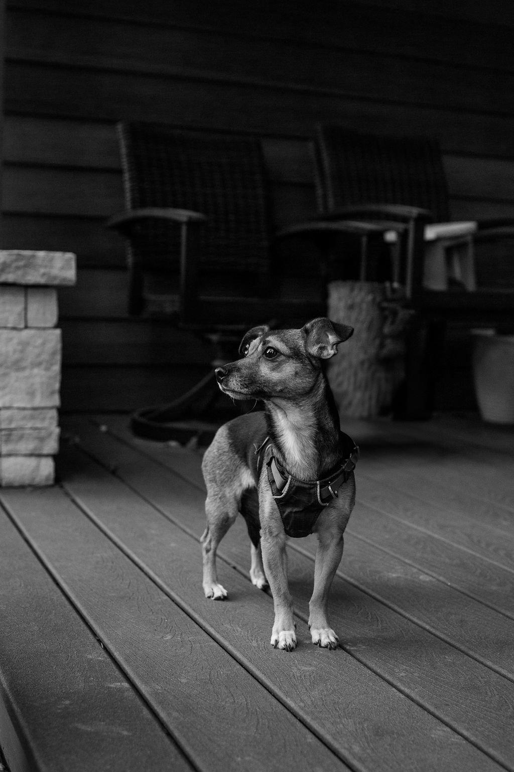 Enlarge Cera, a Adopted Chihuahua in Evergreen, CO image 3/3