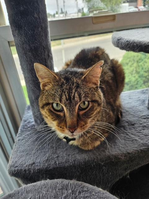 Miles, Adoptable, Adult Male Domestic Short Hair.