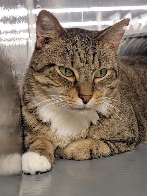 Miles, Adoptable, Adult Male Domestic Short Hair.