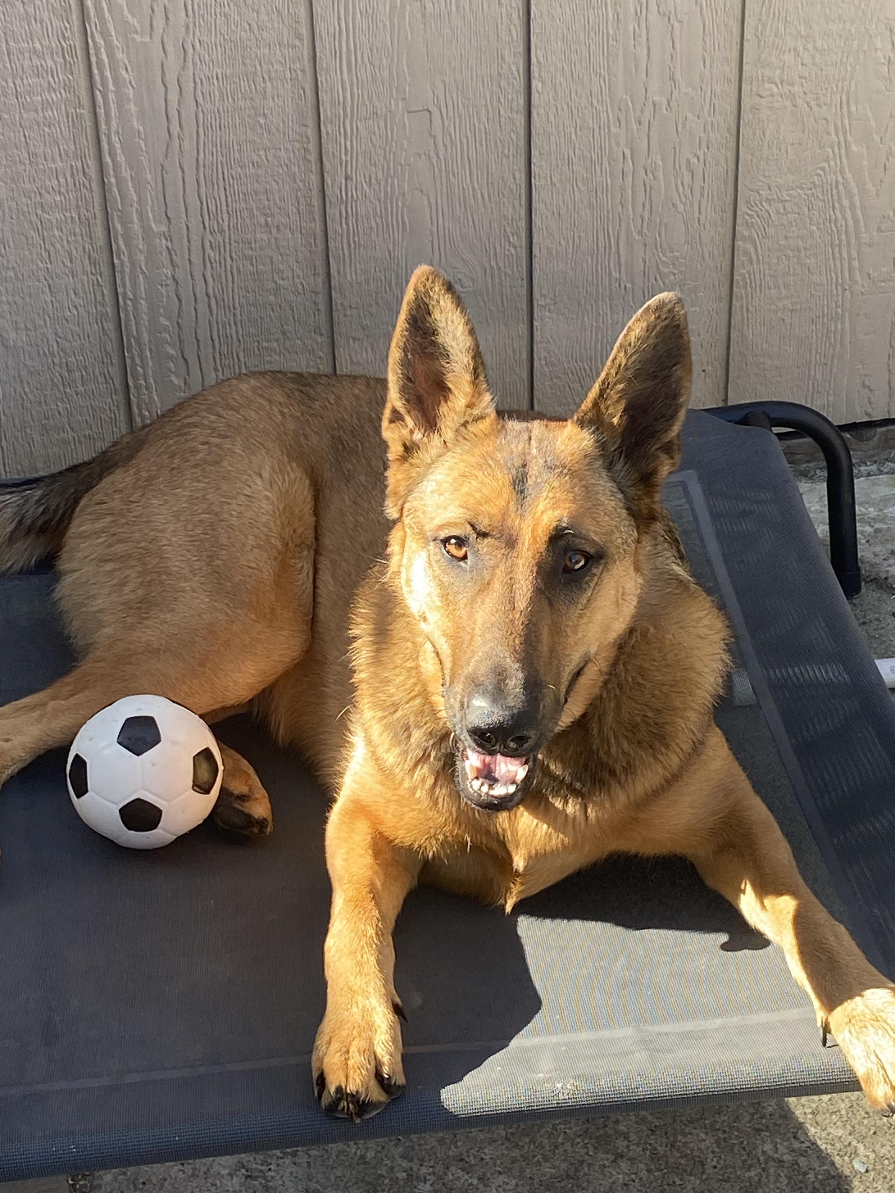 Enlarge Maddie AKA Madison, a Adoptable mixed breed in Tracy, CA image 2/6