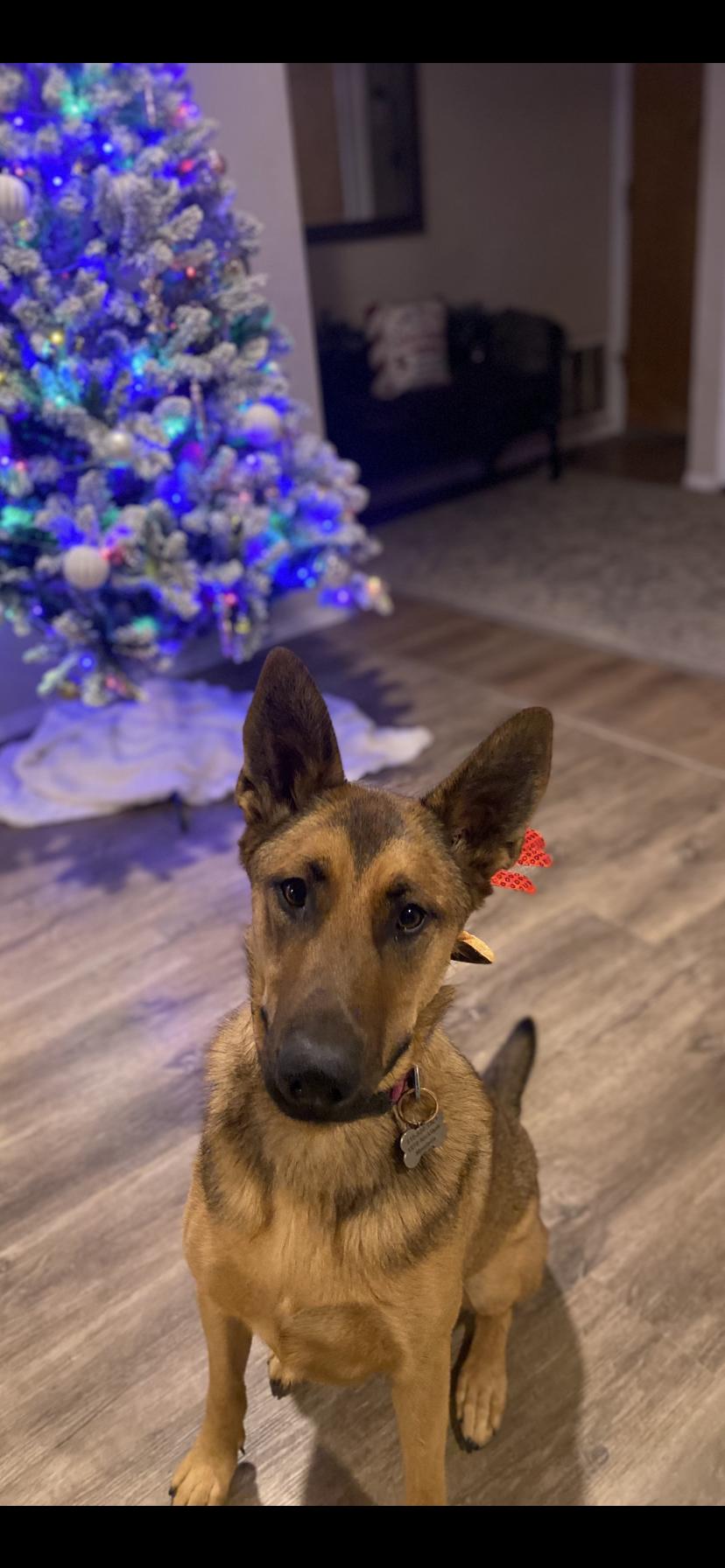 Enlarge Maddie AKA Madison, a Adoptable mixed breed in Tracy, CA image 2/6