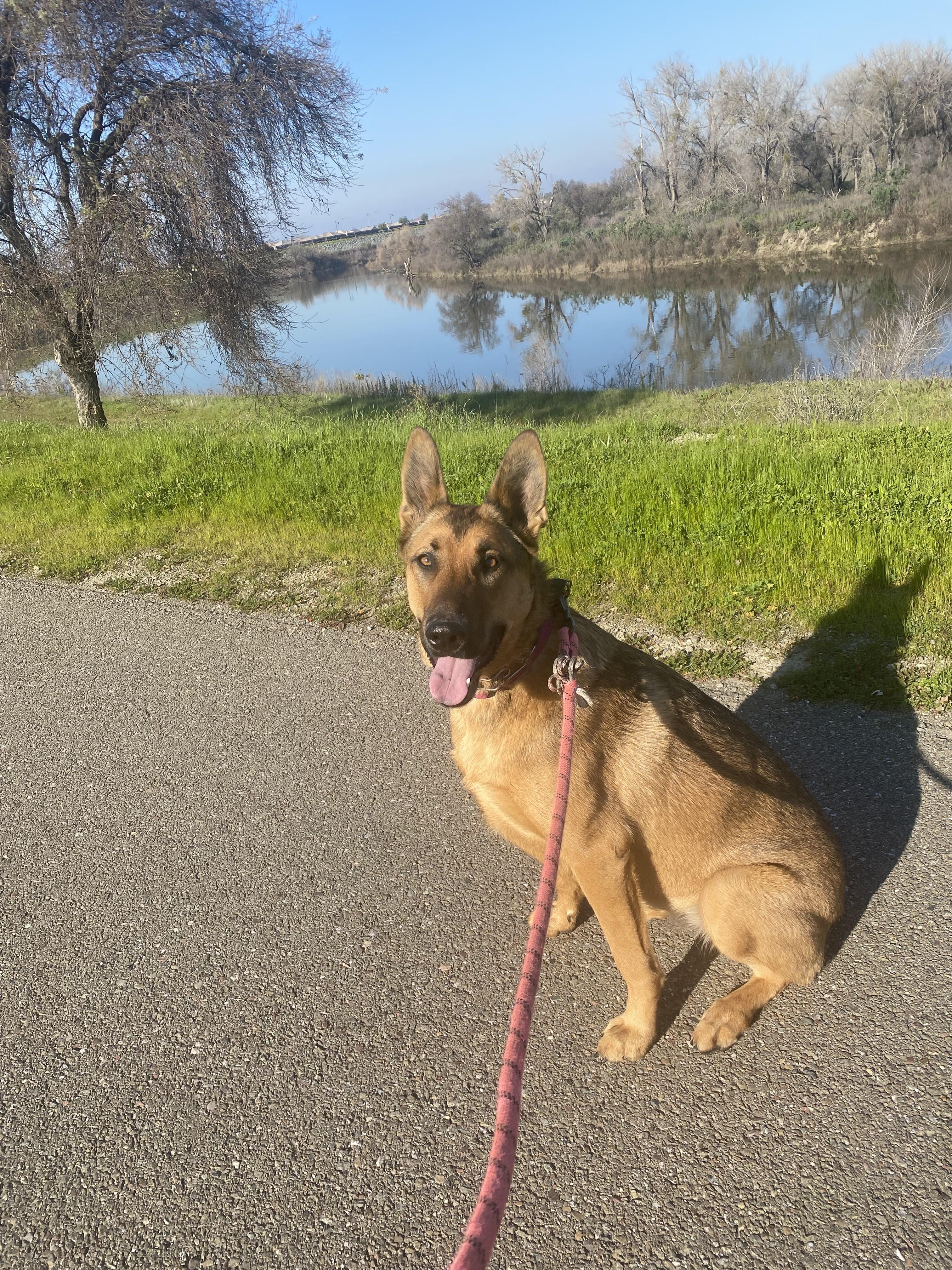 Enlarge Maddie AKA Madison, a Adoptable mixed breed in Tracy, CA image 3/6