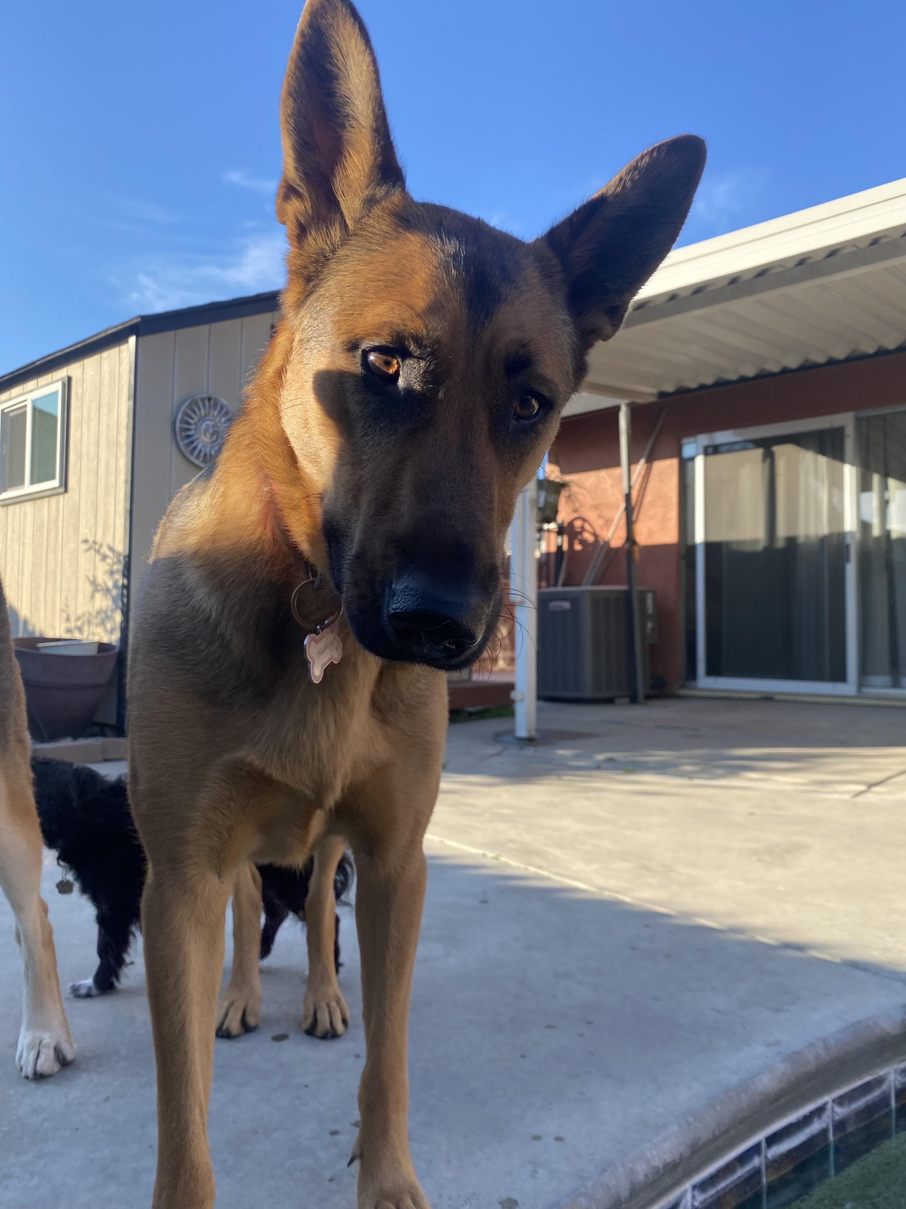 Enlarge Maddie AKA Madison, a Adoptable mixed breed in Tracy, CA image 4/6