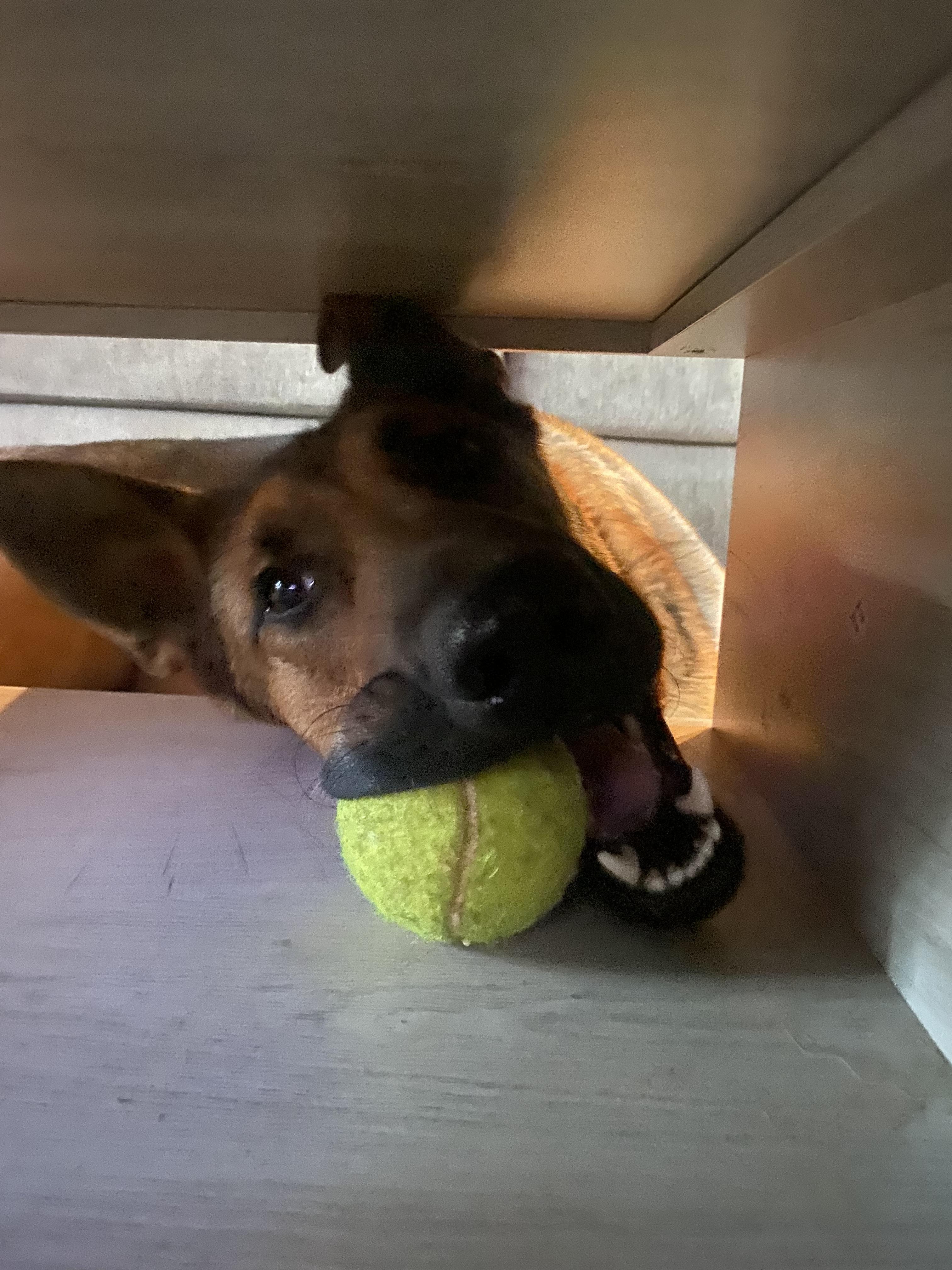 Enlarge Maddie AKA Madison, a Adoptable mixed breed in Tracy, CA image 5/6