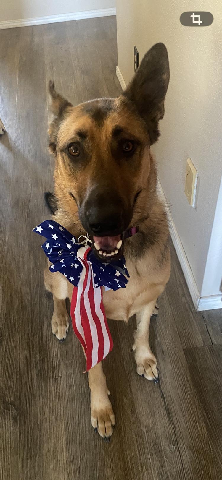 Maddie AKA Madison, a Adoptable mixed breed in Tracy, CA image 6/6