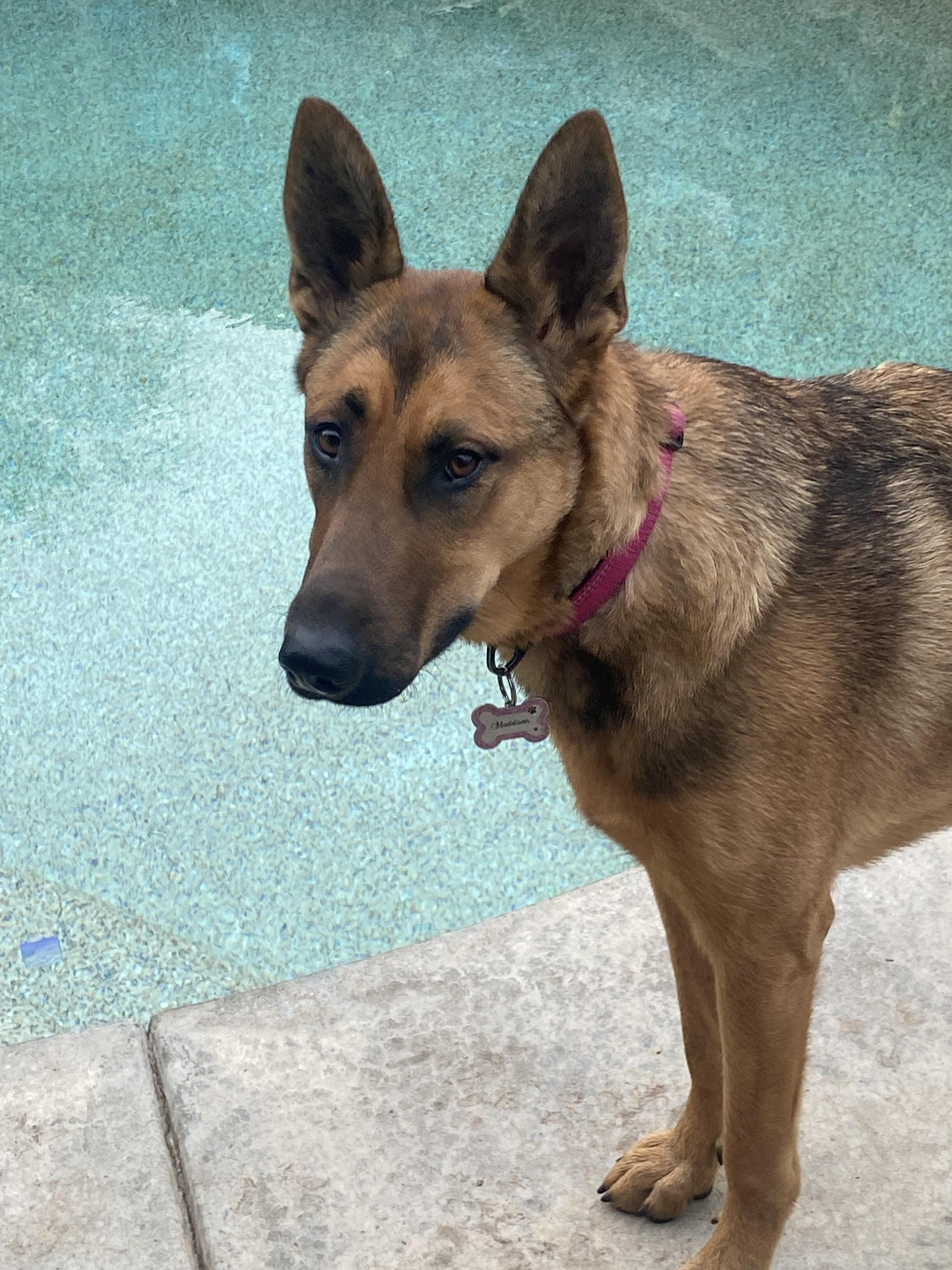 Enlarge Maddie AKA Madison, a Adoptable mixed breed in Tracy, CA image 6/6