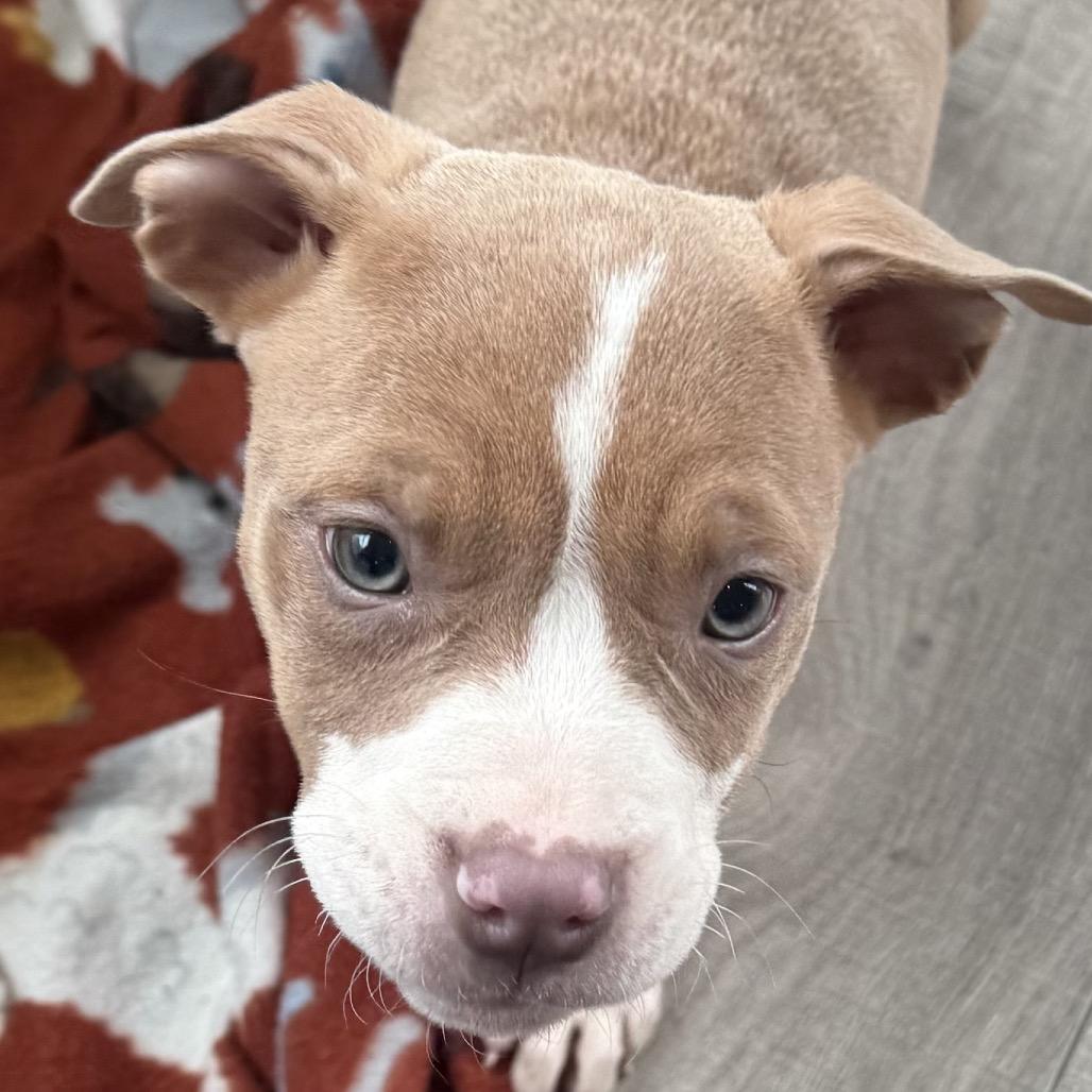 Kendra, Adoptable, Puppy Female Mixed Breed.