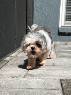 Chanel, Adopted, Senior Female Shih Tzu.