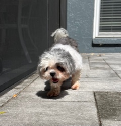Enlarge Chanel, a Adopted Shih Tzu in Longwood, FL image 3/5