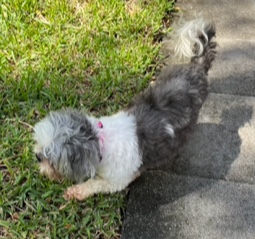 Enlarge Chanel, a Adopted Shih Tzu in Longwood, FL image 4/5