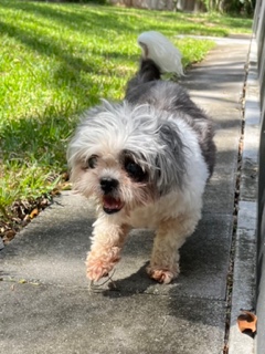 Enlarge Chanel, a Adopted Shih Tzu in Longwood, FL image 5/5