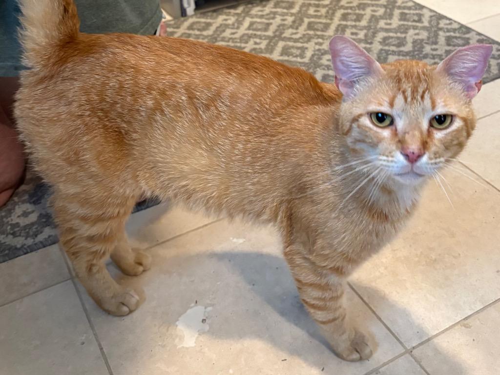 Ginger Boy, Adoptable, Young Male Domestic Short Hair.