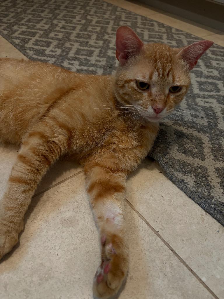 Enlarge Ginger Boy, a Adoptable mixed breed in Spring, TX image 2/5