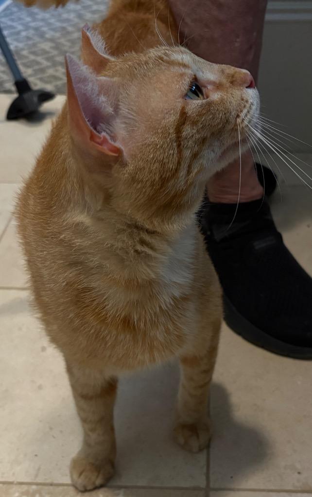 Enlarge Ginger Boy, a Adoptable mixed breed in Spring, TX image 4/5