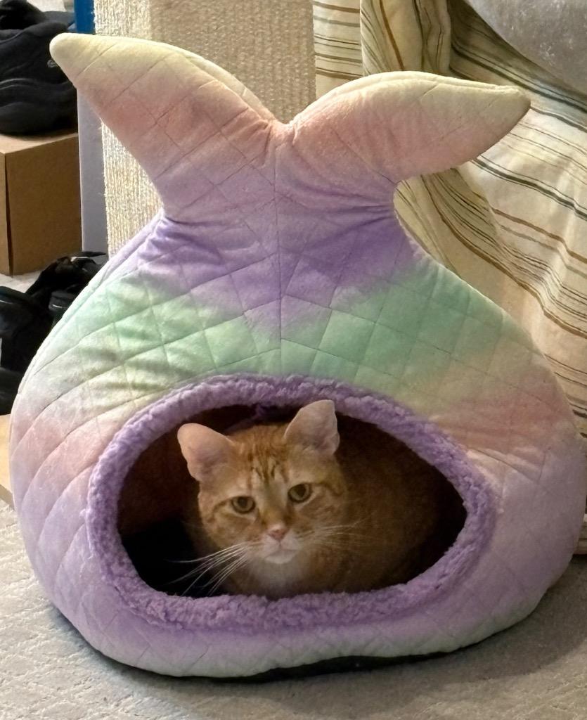 Ginger Boy, a Adoptable mixed breed in Spring, TX image 6/6