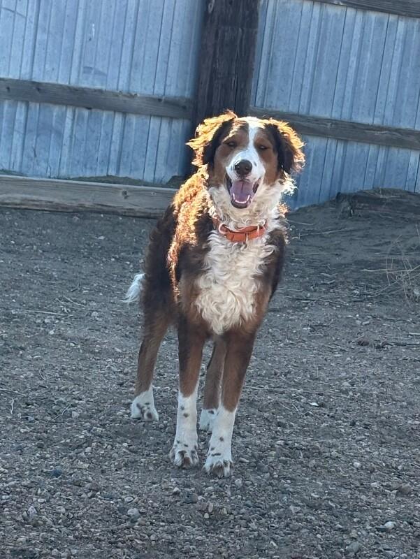 Cleopatra, Adoptable, Young Female Australian Shepherd & Poodle.