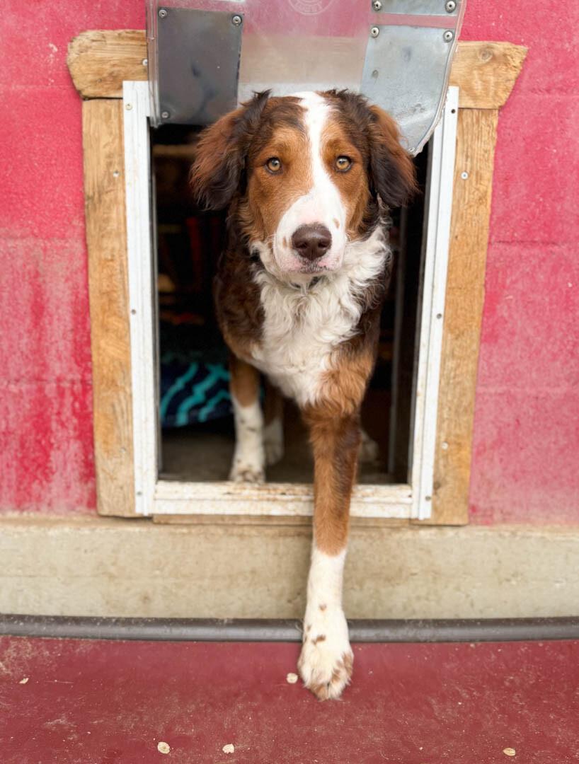 Cleopatra, a Adoptable mixed breed in Windsor, CO image 2/4