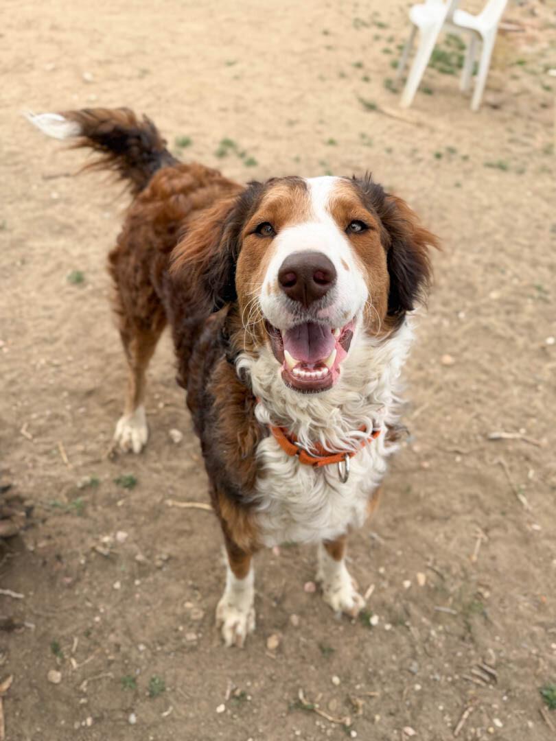 Cleopatra, a Adoptable mixed breed in Windsor, CO image 3/4